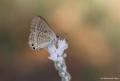 Lampides boeticus (Lampides)